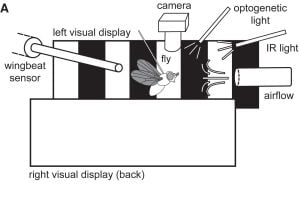 A visual representation of the experimental setup